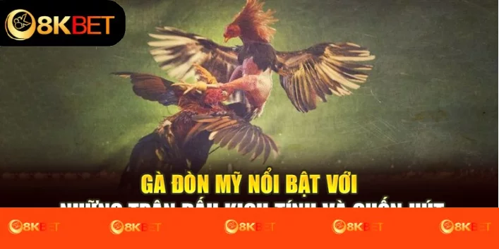Gà đòn mỹ nổi bật với những trận đấu kịch tính và cuốn hút Gà đòn mỹ nổi bật với những trận đấu kịch tính và cuốn hút